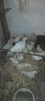 Sliepky a kohúty 8- 12 týždňové - 2