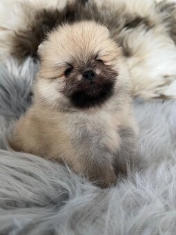 Pomeranian s PP (FCI) - 2