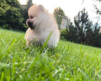 Pomeranian s PP (FCI) - 2
