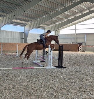 Šikovný mladý valach ČT - 2