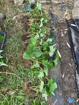 Predám sadenice jahôd - stáleplodiace - 2