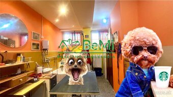 Odstúpenie - salónik - strihanie psíkov Sásová,Banská Bystri - 2