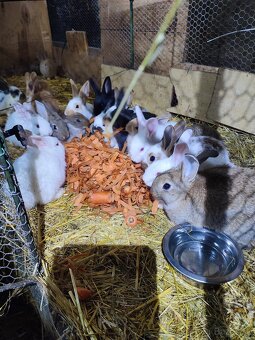 ,‼️ predám kohúty leghorn ‼️ - 2