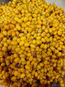 Rakytník  mrazený ,sušený - 2