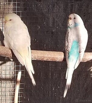 Predám vtáctvo - 2