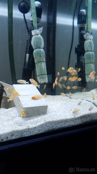 Malawi Africké cichlidy - 2