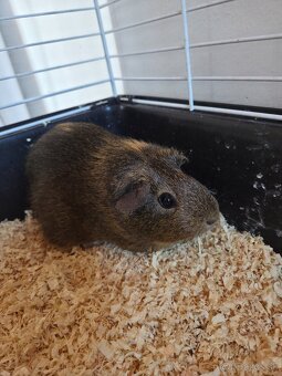 Predam morské prasiatka - 2