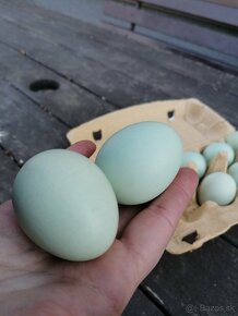 Nasadove vajcia vajíčka araucana araukana - 2