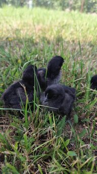 Ayam Cemani kuriatka - 2