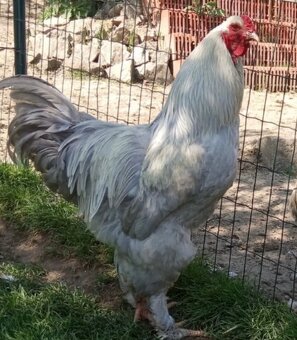 Brahmanky ( najlepšie kvočky) - 2
