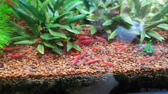 Neocaridina Bloody mary - 2
