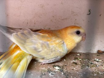 Papagaj spevavy orange - 2