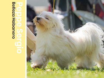 Havanský psík s PP ,Bichon Havanais k rezervácií - 2