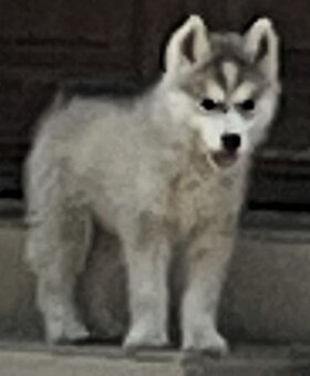 Sibírsky Husky - 2