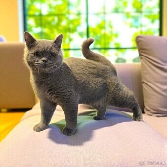 Britska macka s PP - 2