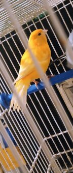 Predám kanarika samičku - 2