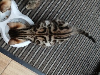 bengal bengalska macka bengalske maciatka - 2