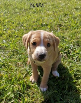 Darujeme šteniatka labradora x retrívra (nečistokrvné) - 2