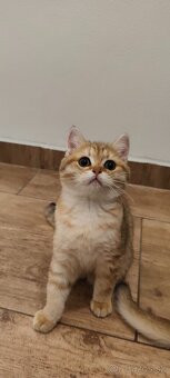 Britské mačiatka - 2