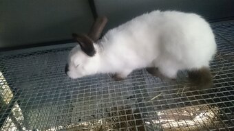 Králik kalifornský - 2