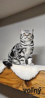 Britské mačiatka whiskas s PP - 2