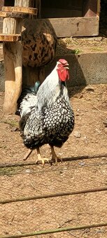 Wyandotka - 2
