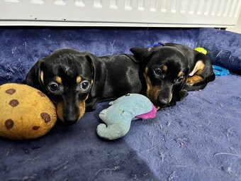 Jazvečík kratkosrstý - 2