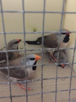 pásovník dlhochvostý - 2