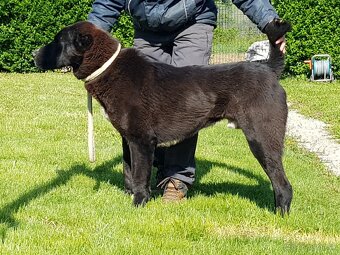 Stredoázijský ovčiak_1 - 2