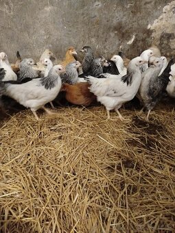 Predaj živej hydiny - 2