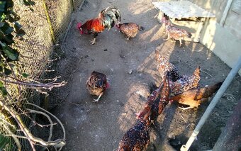 Vlaska porcelanova NV - 2