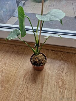 Monstera white monster - 2