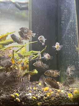 Amatitlania nigrofasciata - 2