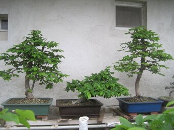 bonsai,bonsaj-hrab 12 - 2
