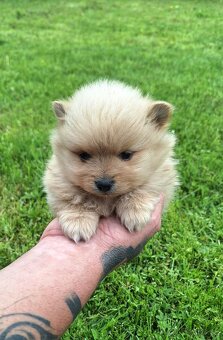 Pomeranian,pomerian špic - 2