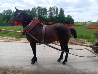 Predam hucuła zrebca 137 cm - 2