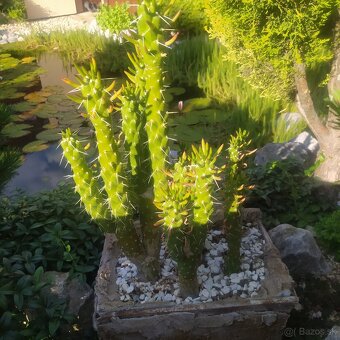 ▶️▶️ izbové BONSAI -tučnolist ▶️▶️ - 2