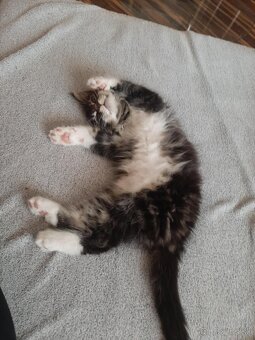 Na predaj mačiatko Maine Coon – mačička bez PP - 2