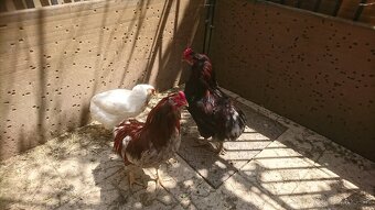 Kohút araucana - 2