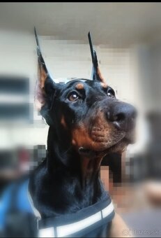 Doberman - 2