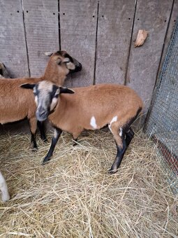 Kamerunské ovce - 2