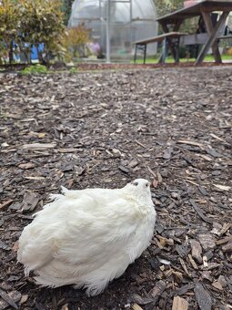 Kohúty prepelice Texas - 2