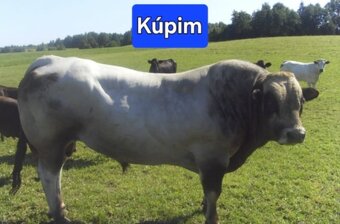 Kravy, býky, jalovice, kone - 2