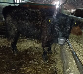 Jalovica Galloway - 2