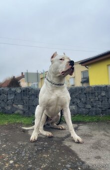 Argentinska doga krytie - 2