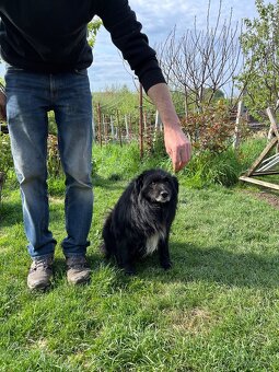 Kody - pes na adopciu - 2