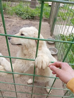 Na predaj: 2 šteniatka (kríženec Slovenský čuvač x Husky) - 2