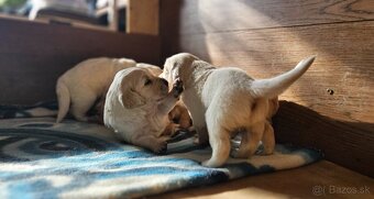 Zlatý retriever - 2