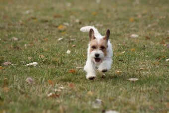 Jack Russell teriér s PP - 2