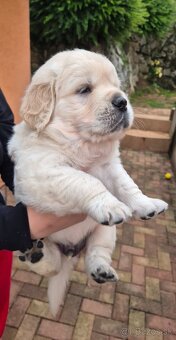 Zlatý retriever - šteniatka s PP, poslední 2 chlapci voľní - 2